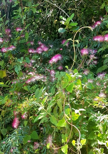 Image of Calliandra selloi by (c) LPB, some rights reserved (CC BY)