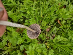 Panaeolus