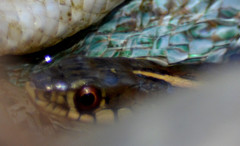 Thamnophis eques