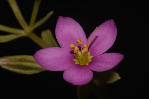 Image of Zeltnera maryanniana by (c) Brian Finzel, some rights reserved (CC BY-SA)