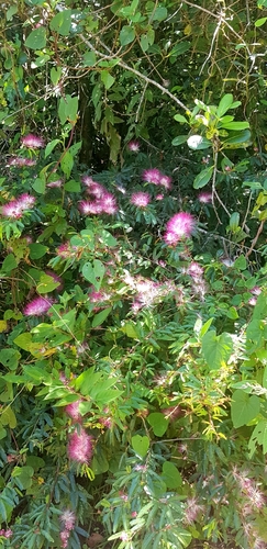 Calliandra selloi