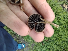 Panaeolus