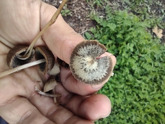 Panaeolus