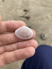 Macomona deltoidalis