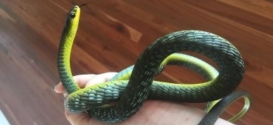 Common Tree Snake sighting
