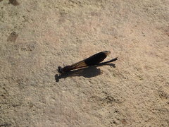 Euphaea formosa