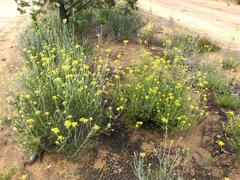 Ozothamnus diotophyllus