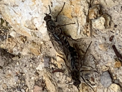 Anabarhynchus varipes