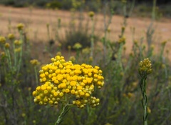 Ozothamnus diotophyllus