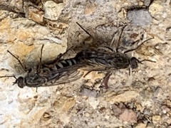 Anabarhynchus varipes