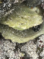 Isognomon