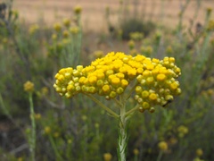 Ozothamnus diotophyllus