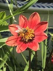 Apis mellifera