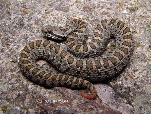 Dusky Rattlesnake