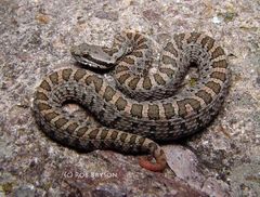 Central Plateau Dusky Rattlesnake photo 1