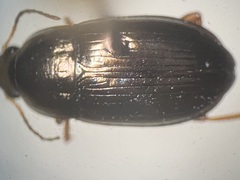Amara familiaris