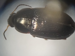 Amara familiaris