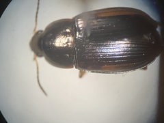 Amara familiaris