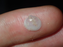 Scintillula solida