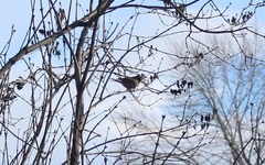Junco hyemalis
