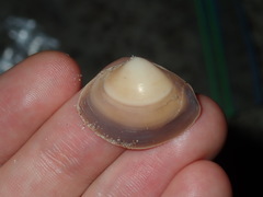 Mactra pusilla