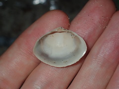 Mactra pusilla