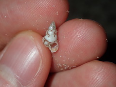 Leiopyrga lineolaris