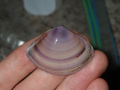 Austromactra contraria