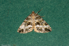 Pseudocoremia lactiflua