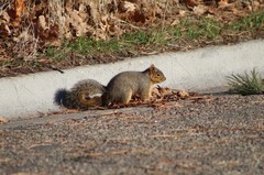 Sciurus niger