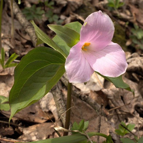Trillium grandiflorum