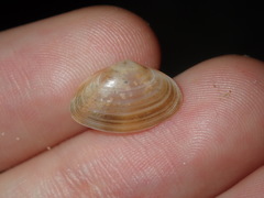 Mactra pusilla