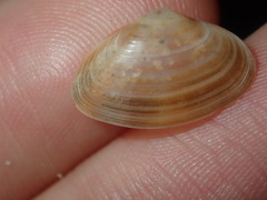 Mactra pusilla