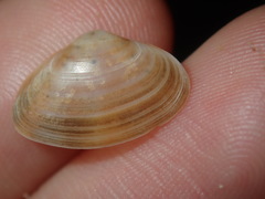 Mactra pusilla