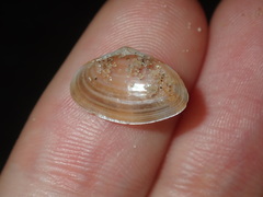 Mactra pusilla