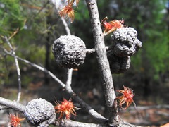 Allocasuarina inophloia