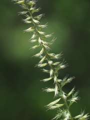 Dinebra retroflexa