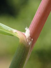 Dinebra retroflexa