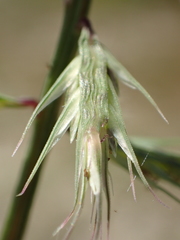 Dinebra retroflexa