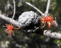 Allocasuarina inophloia