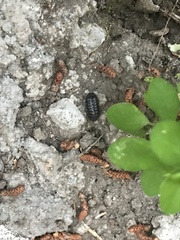 Armadillidium vulgare