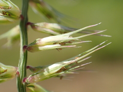 Dinebra retroflexa