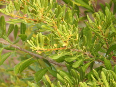 Morella cerifera image