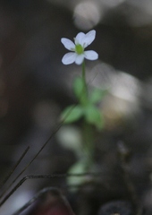 Meconella denticulata