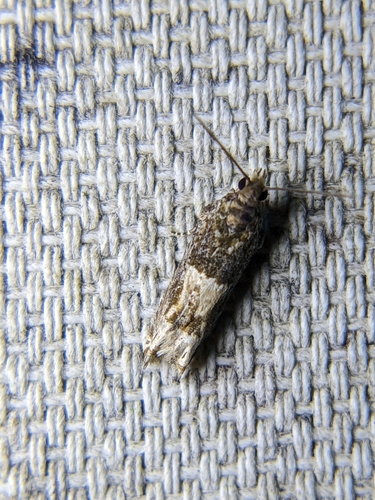 Cotton Tipworm Moth photo 5