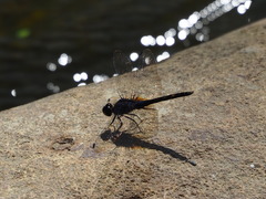 Trithemis festiva