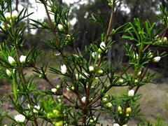 Cyanothamnus occidentalis