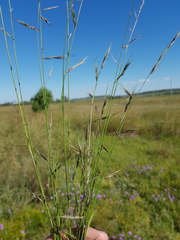 Aristida calycina