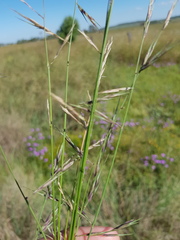Aristida calycina