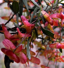 Dodonaea heteromorpha